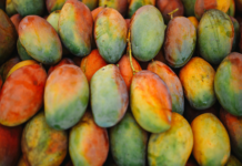 Overland Mango Shipment Connects Ghana and Morocco Through a New Intra-African Trade Route Overland Mango Shipment Connects Ghana and Morocco