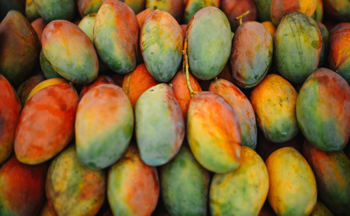 Overland Mango Shipment Connects Ghana and Morocco